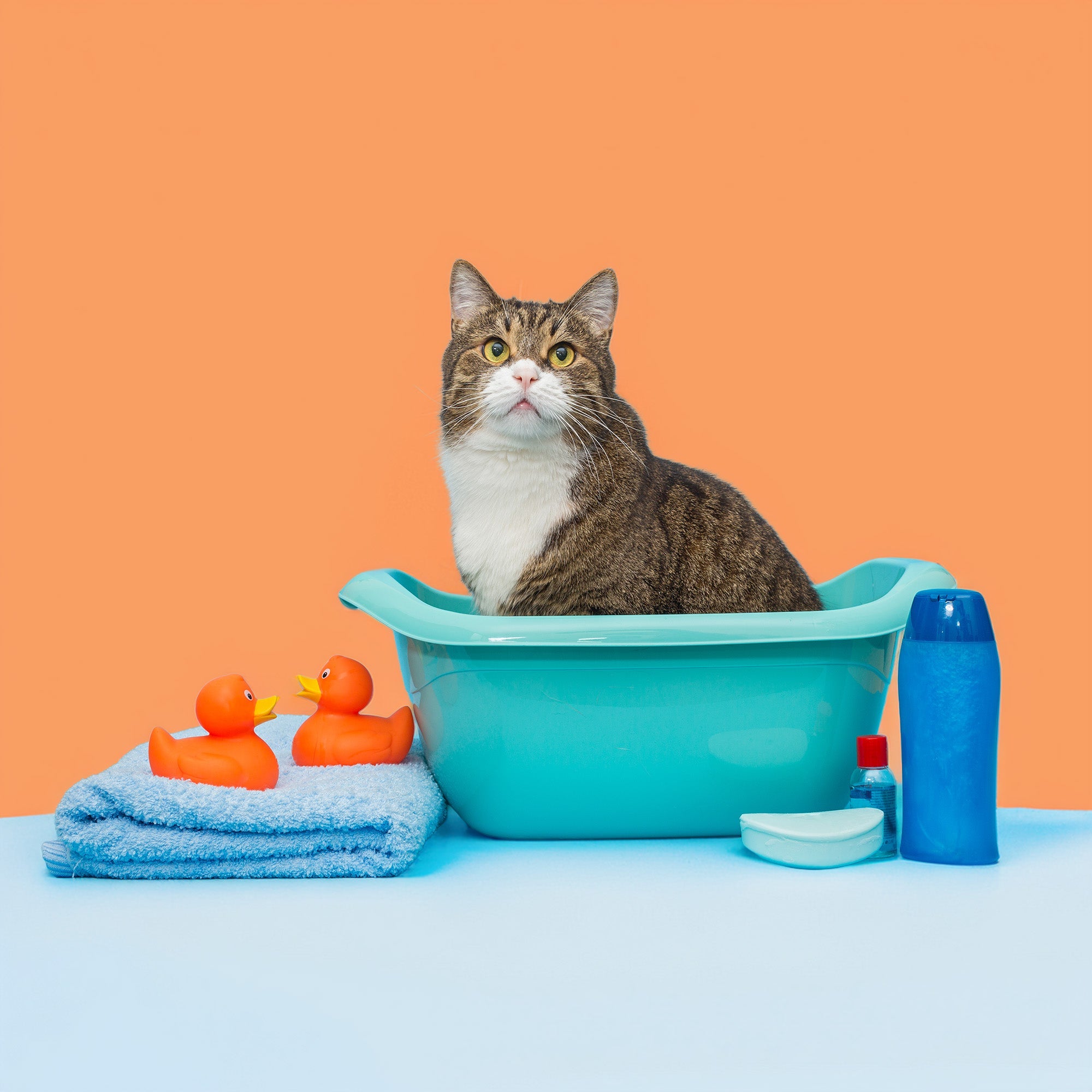 Cat Products