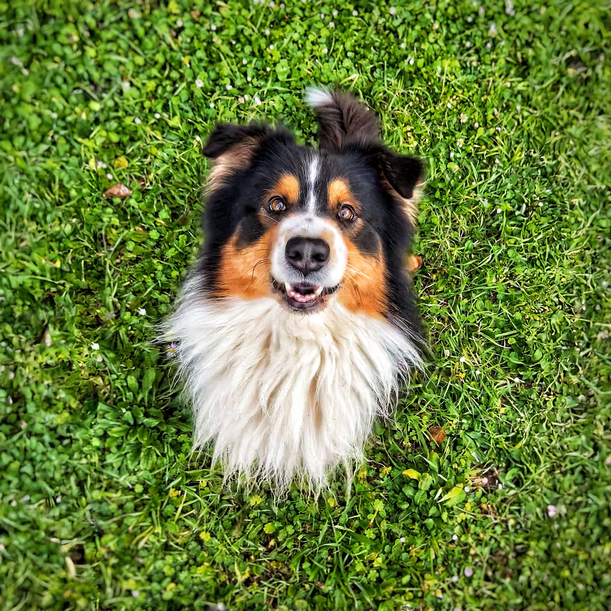 Dog Products
