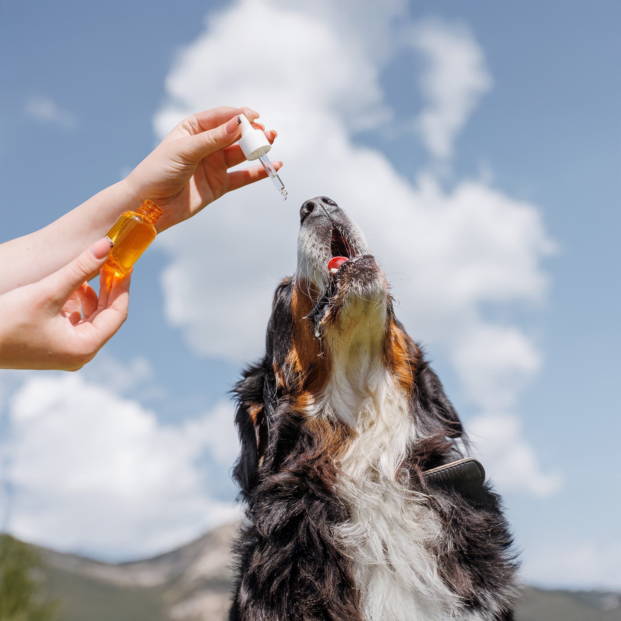 Dog Flea, Tick & Worming Products