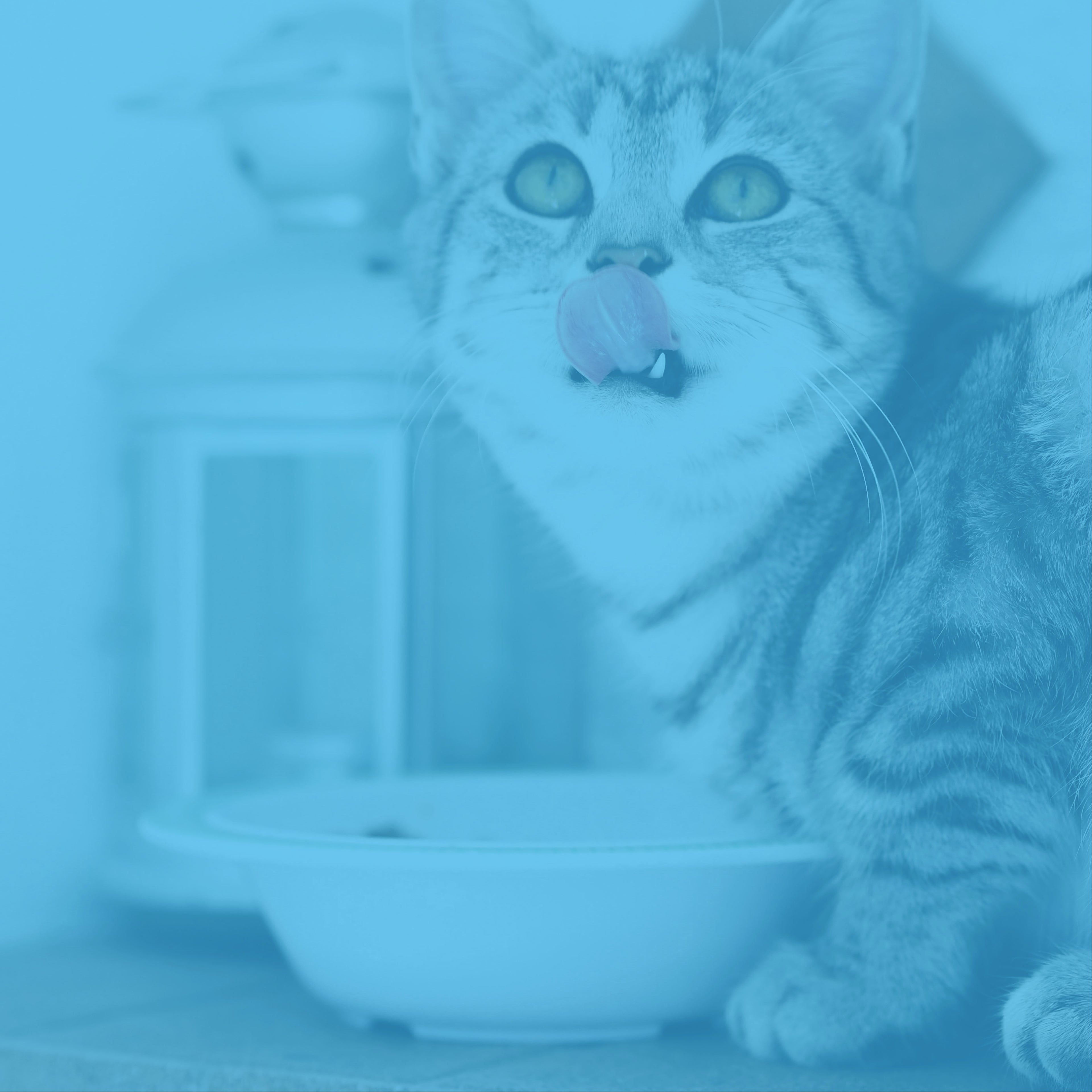 Meals for Meows