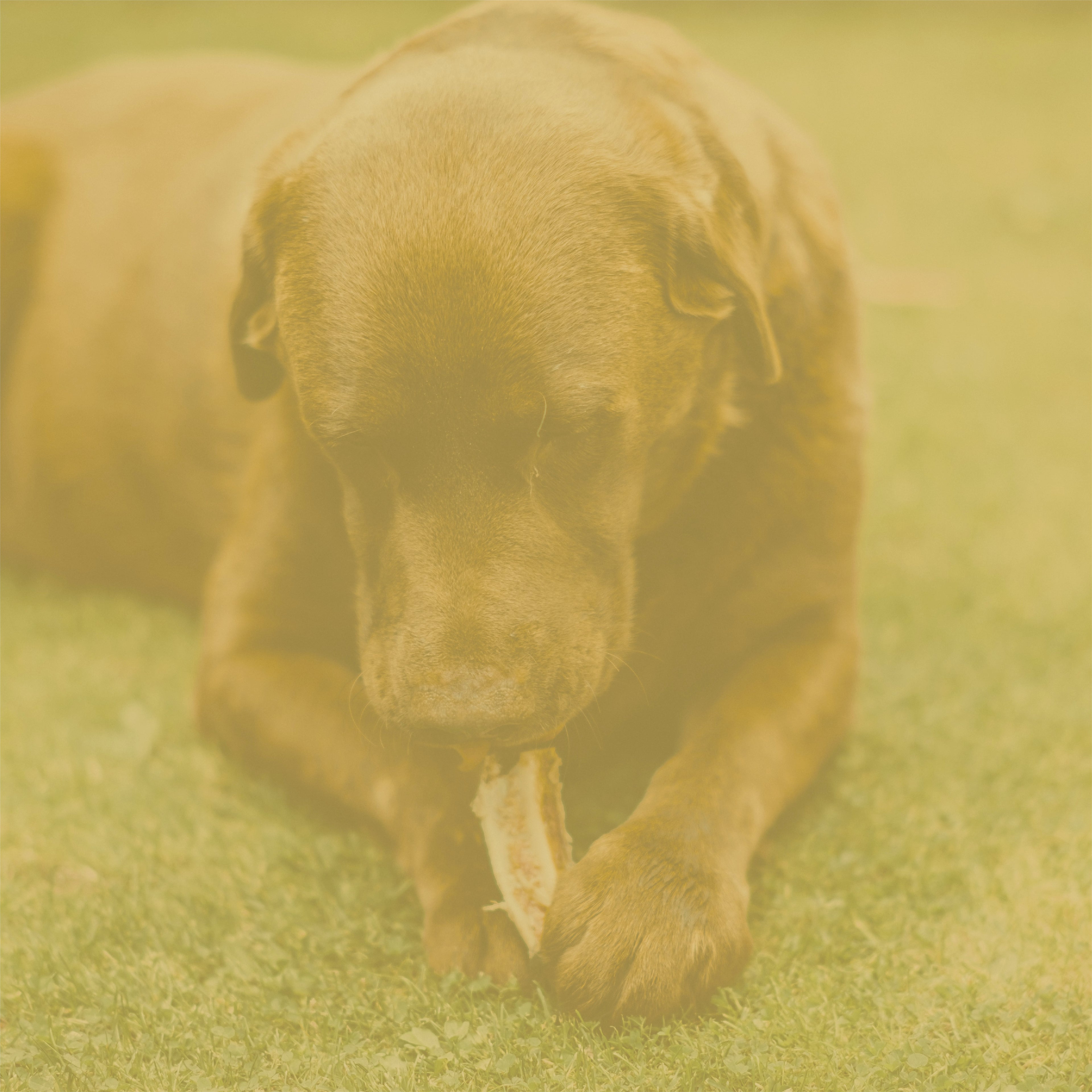 Buy Somerford All Natural Healthy Pet Treats in Australia