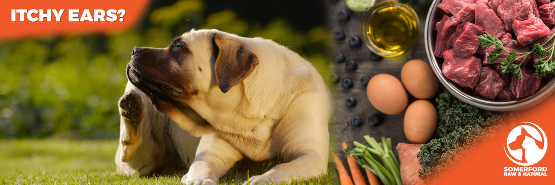 Why Does My Dog Get Itchy Ears?