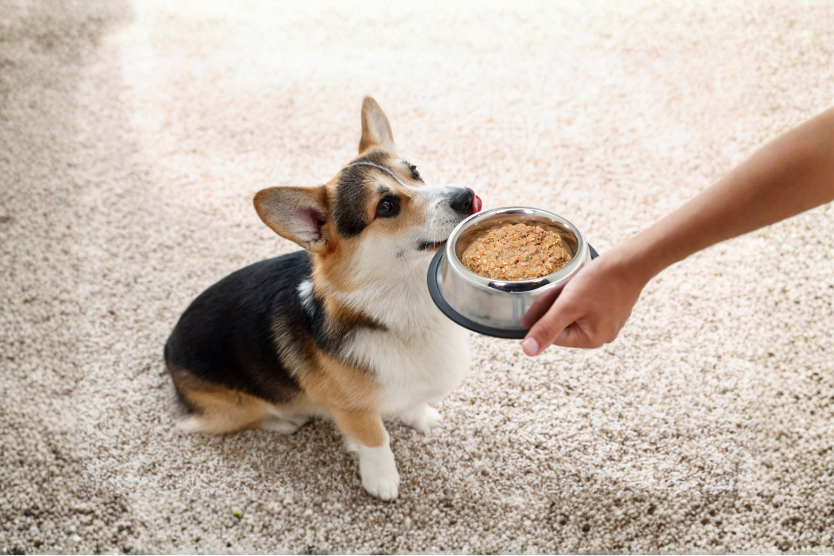 Elimination Diets for Dogs: Identifying Food Allergies with Novel Proteins