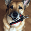 How to trim your pets nails