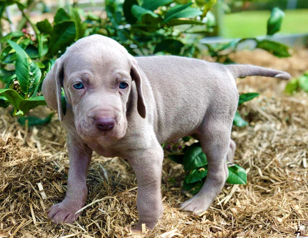 NEW PUPPY CHECKLIST