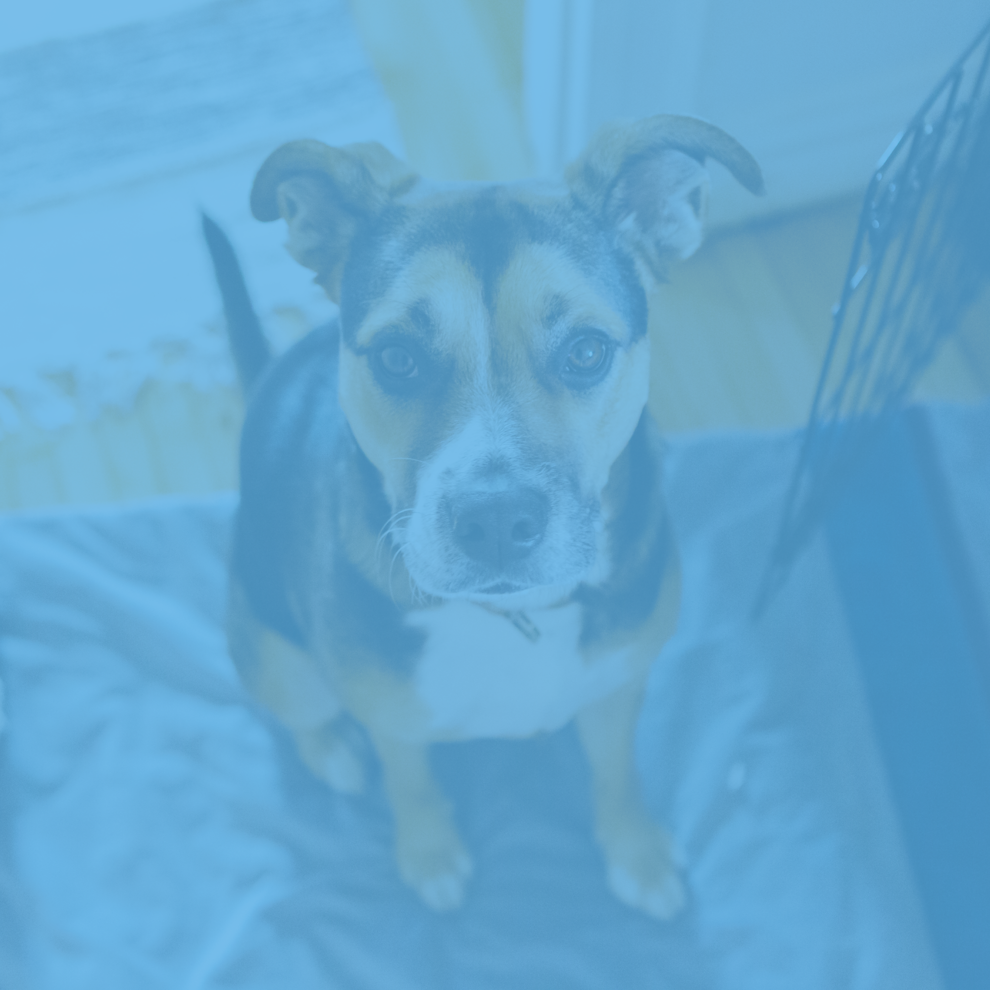 Could your pet suffer from anxiety?