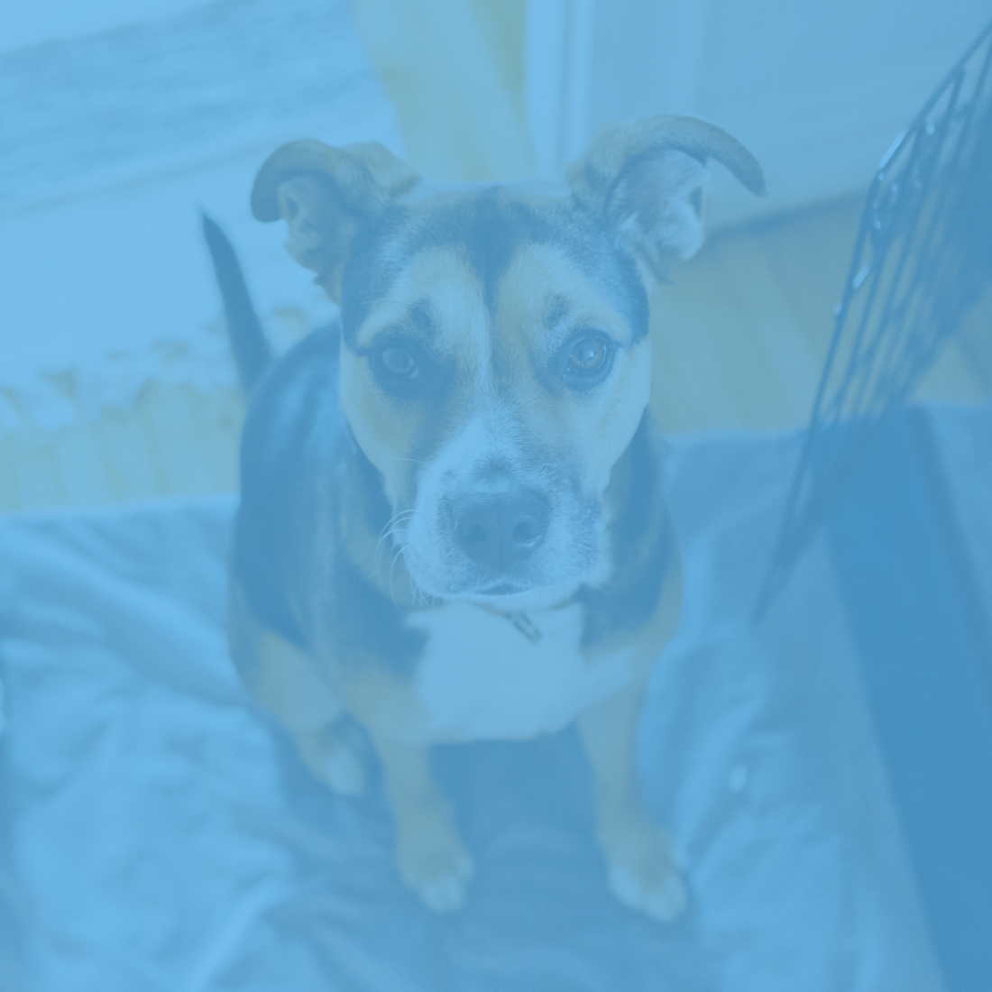 Could your pet suffer from anxiety?