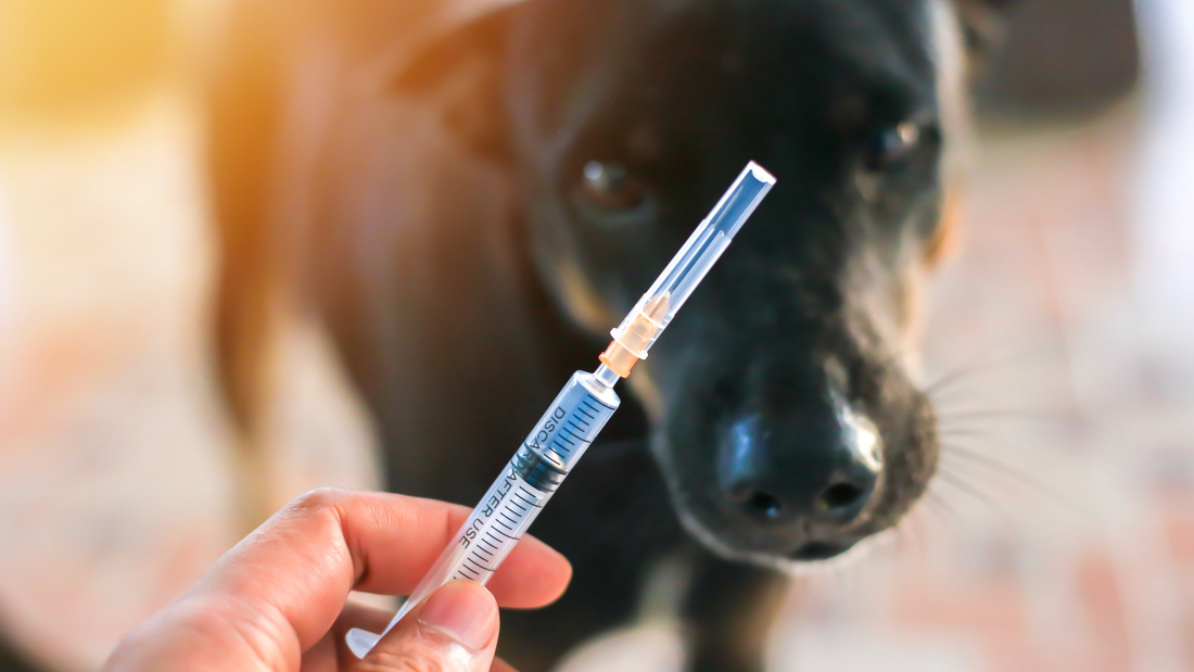 Vaccination