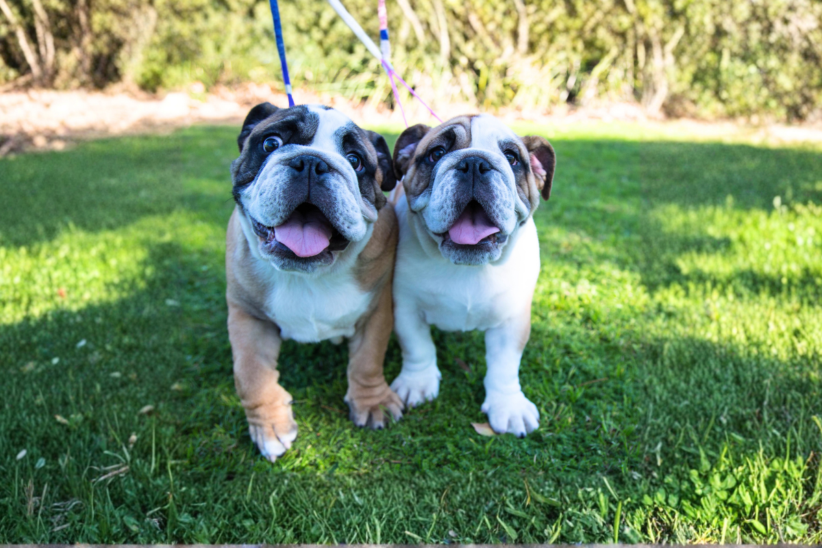 Best Raw Food for Puppies in Australia