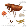 Fleas