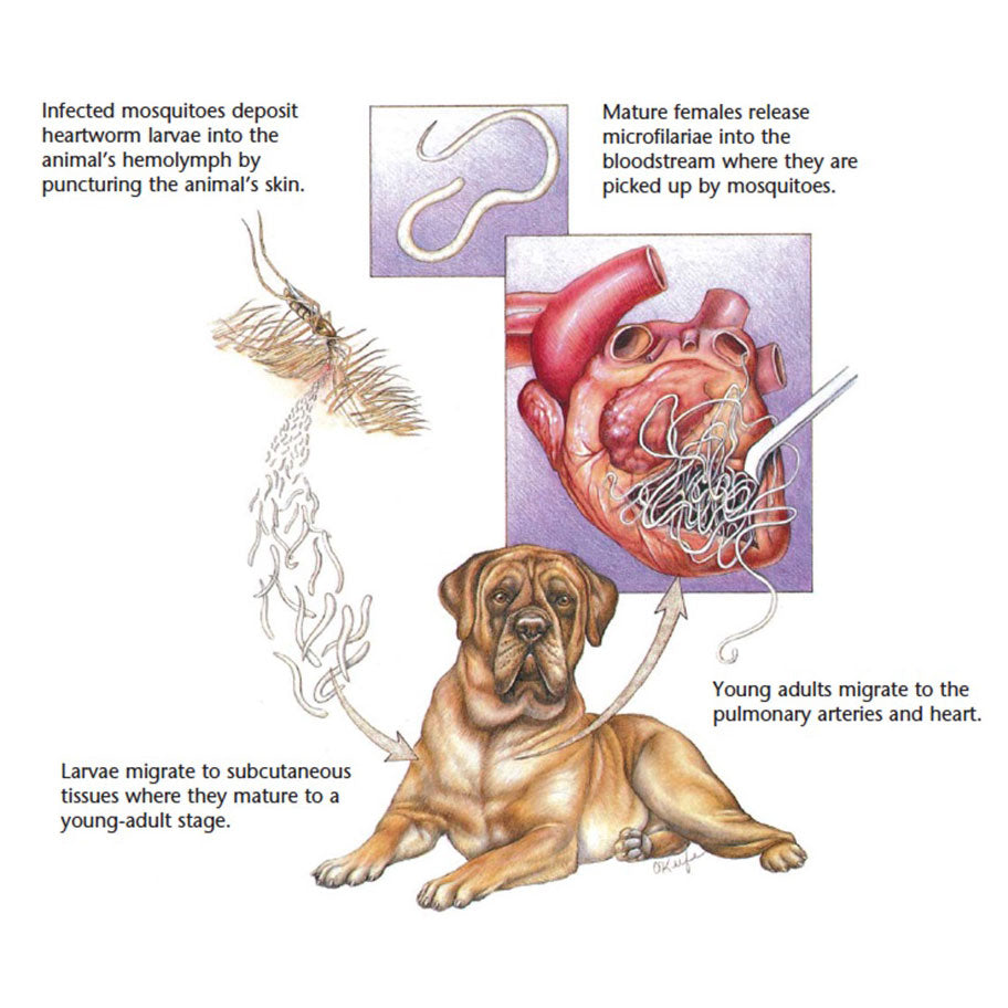 Heartworm