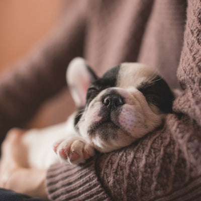 Caring for a Puppy