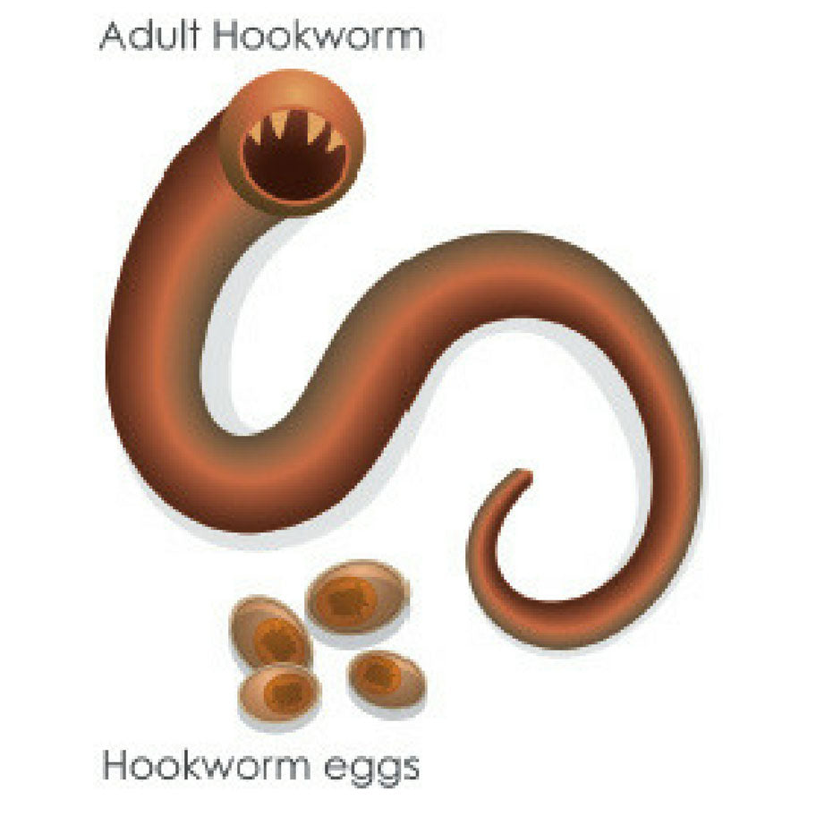 Hookworms