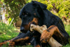 Raw Bones for Dogs