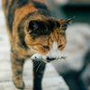 Raw Cat Food