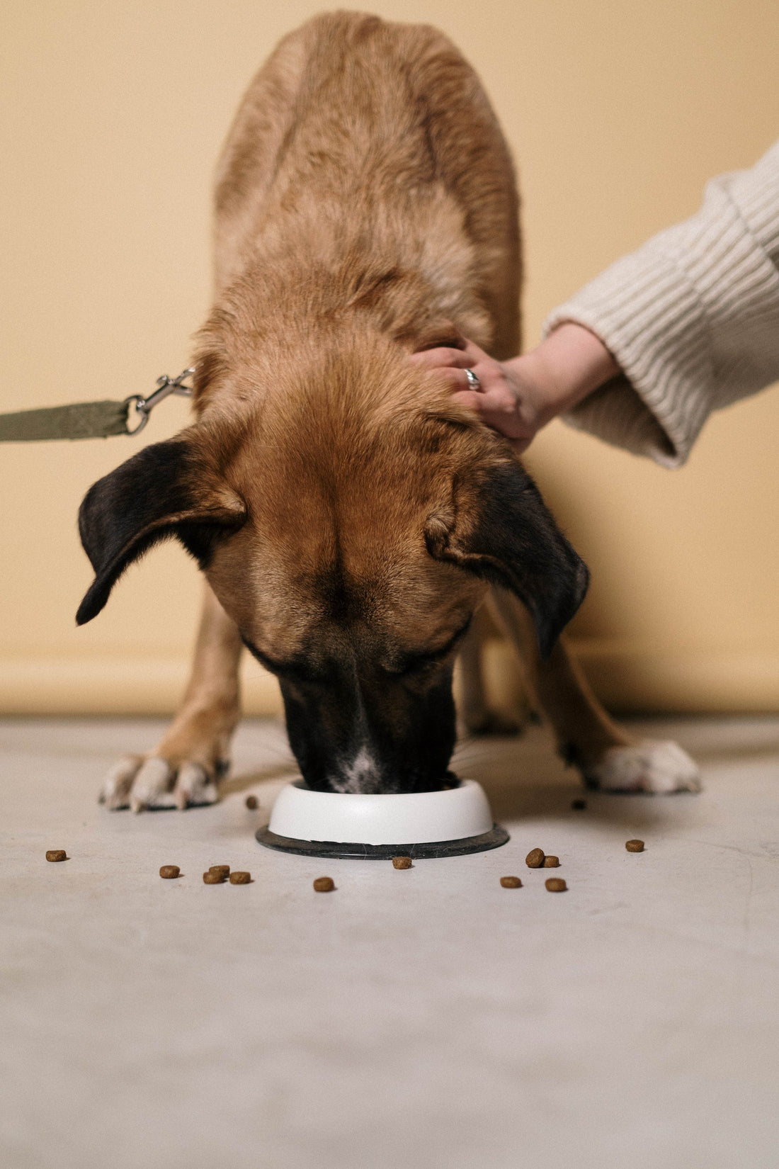 Single-Protein Dog Food
