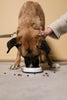 Single-Protein Dog Food