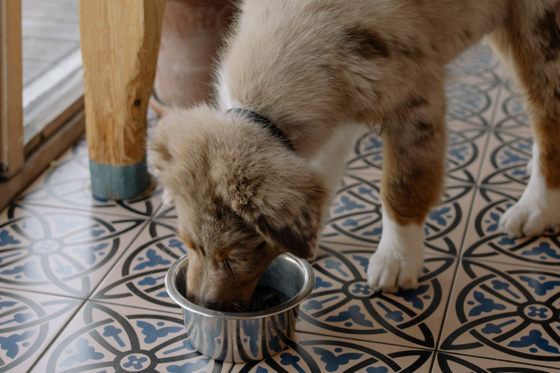 Sensitive Dog Food