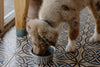 Sensitive Dog Food