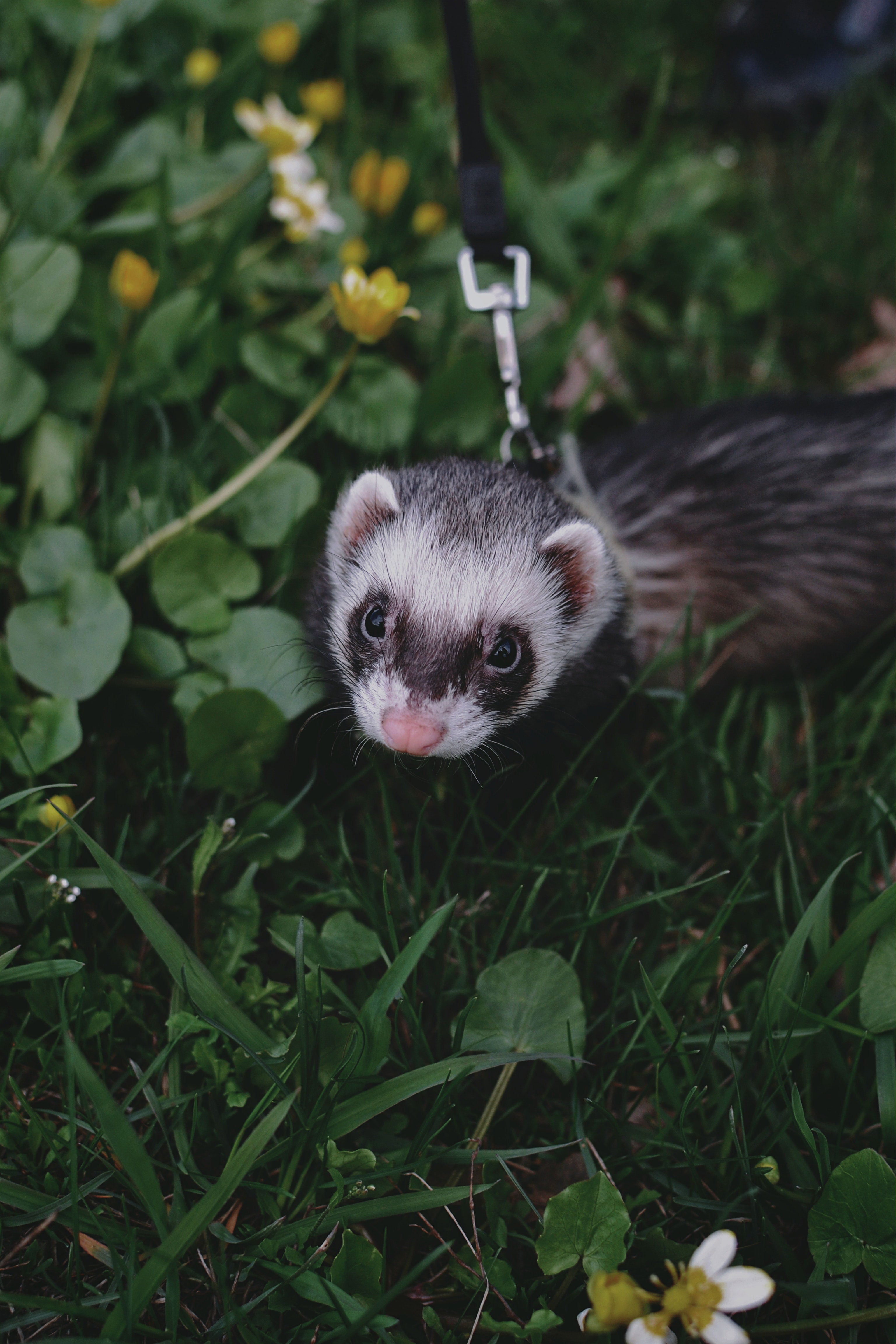 Ferret Diet Food