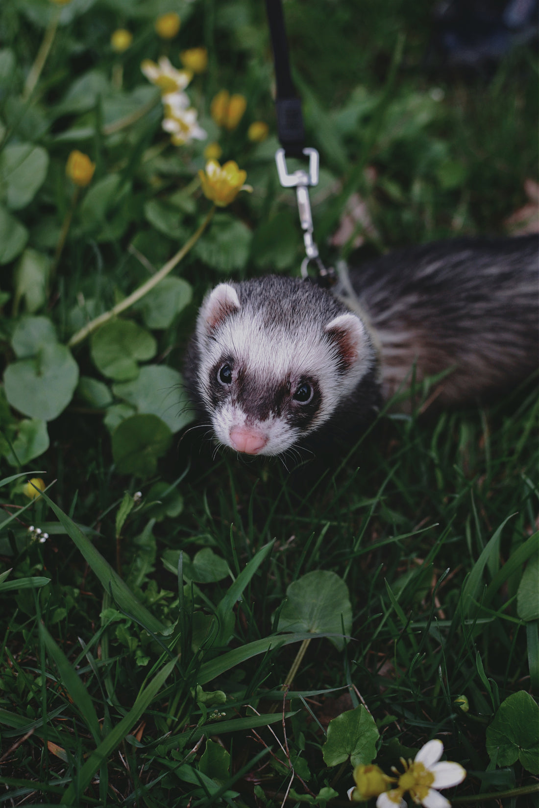 Ferret Diet Food