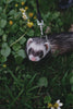 Ferret Diet Food