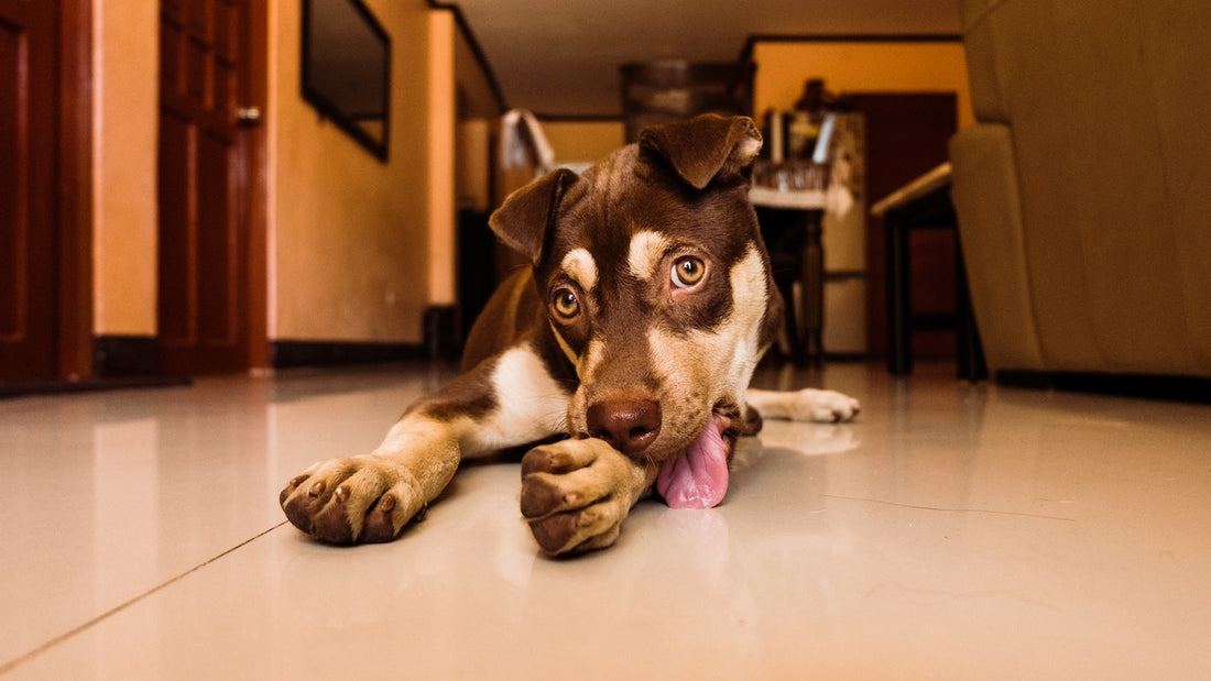 Managing a pet that eats poo