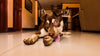 Managing a pet that eats poo