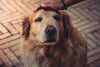 Caring for a Senior Dog