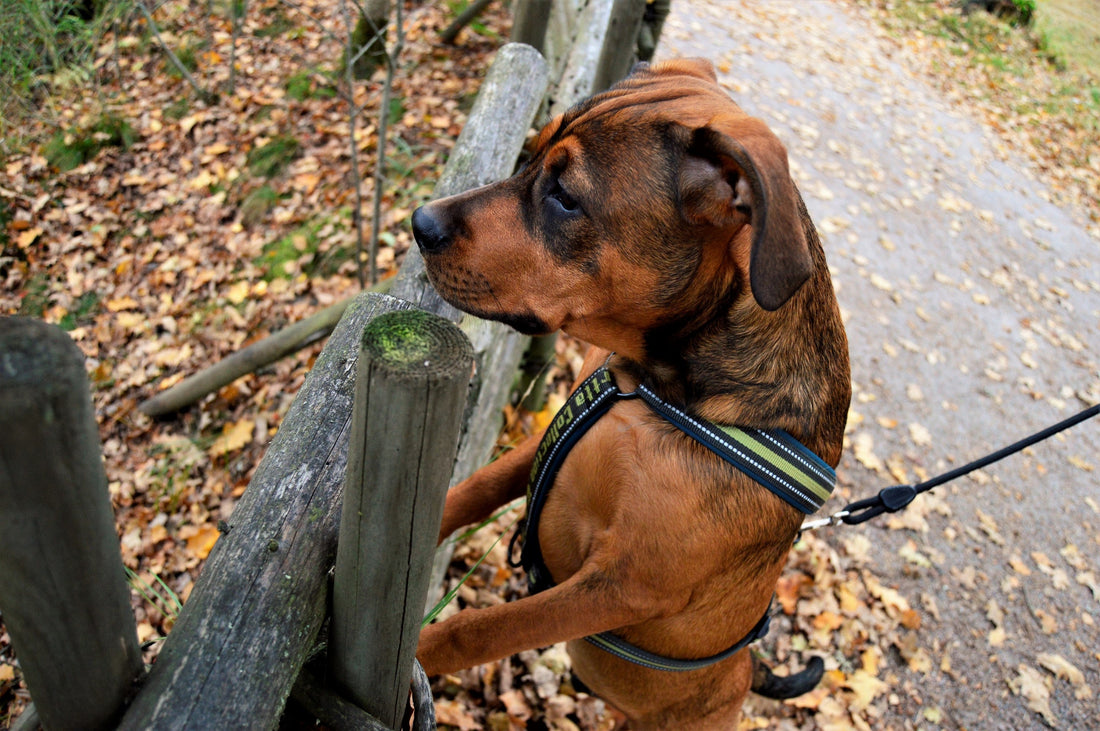 Does your dog pull on the leash?