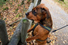 Does your dog pull on the leash?