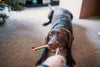 Managing a destructive dog