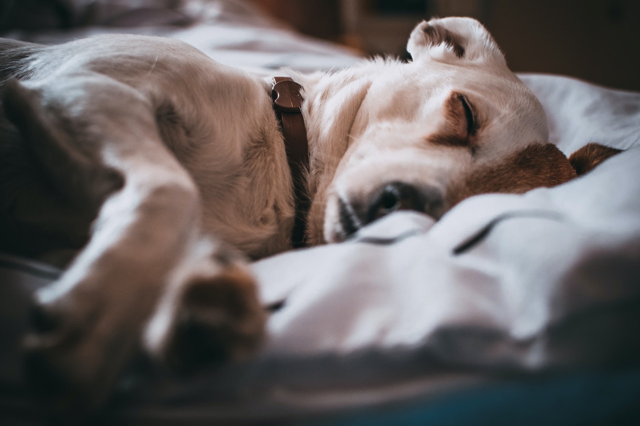 Parvovirus