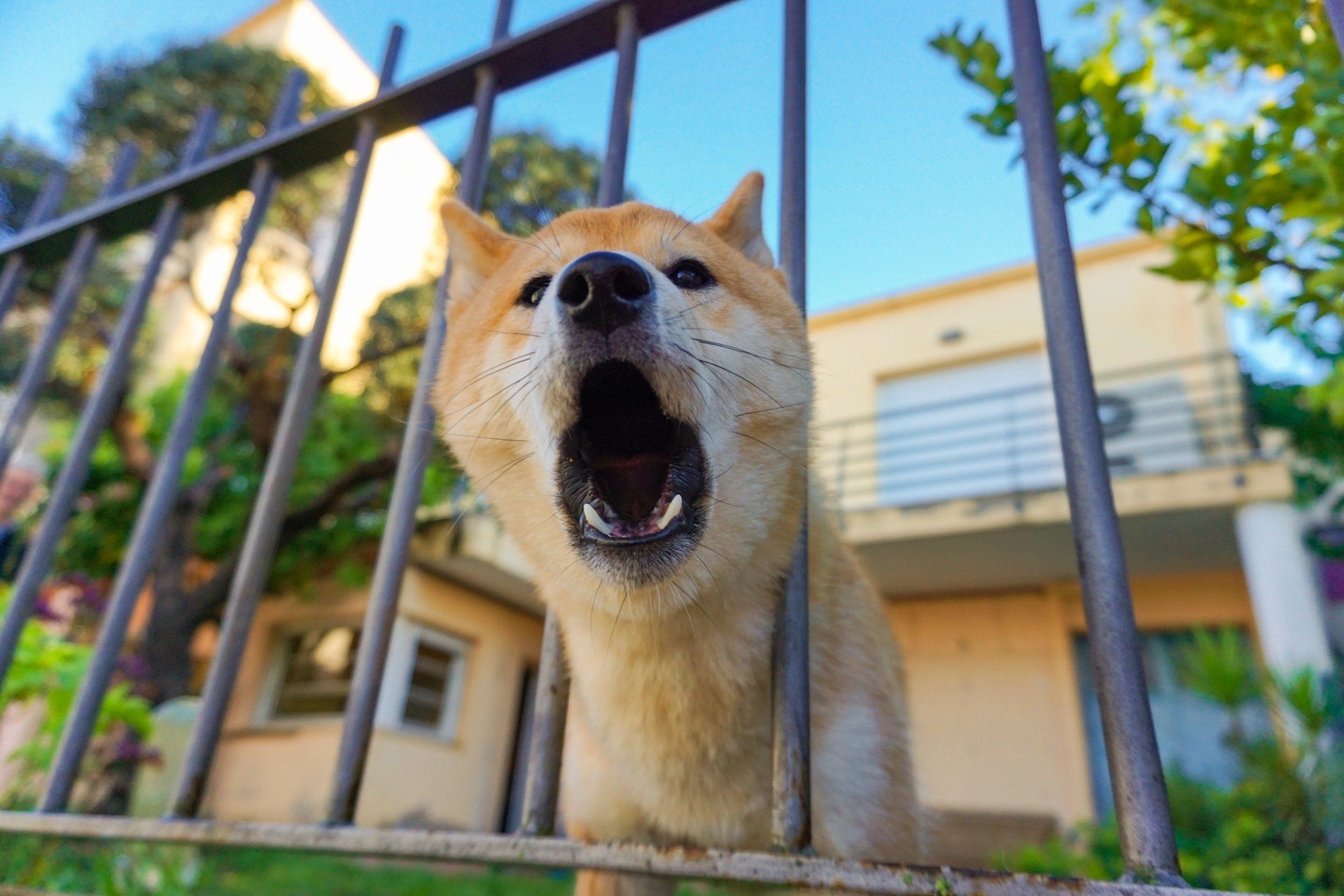 The barking dog