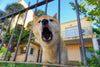 The barking dog