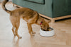 Raw Food Diet for Dogs