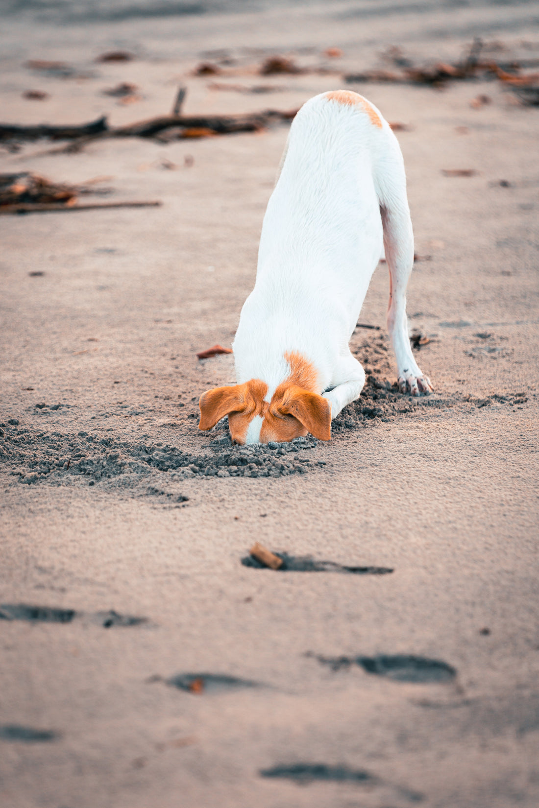 Got a digging dog?