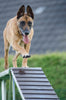 Reward based training