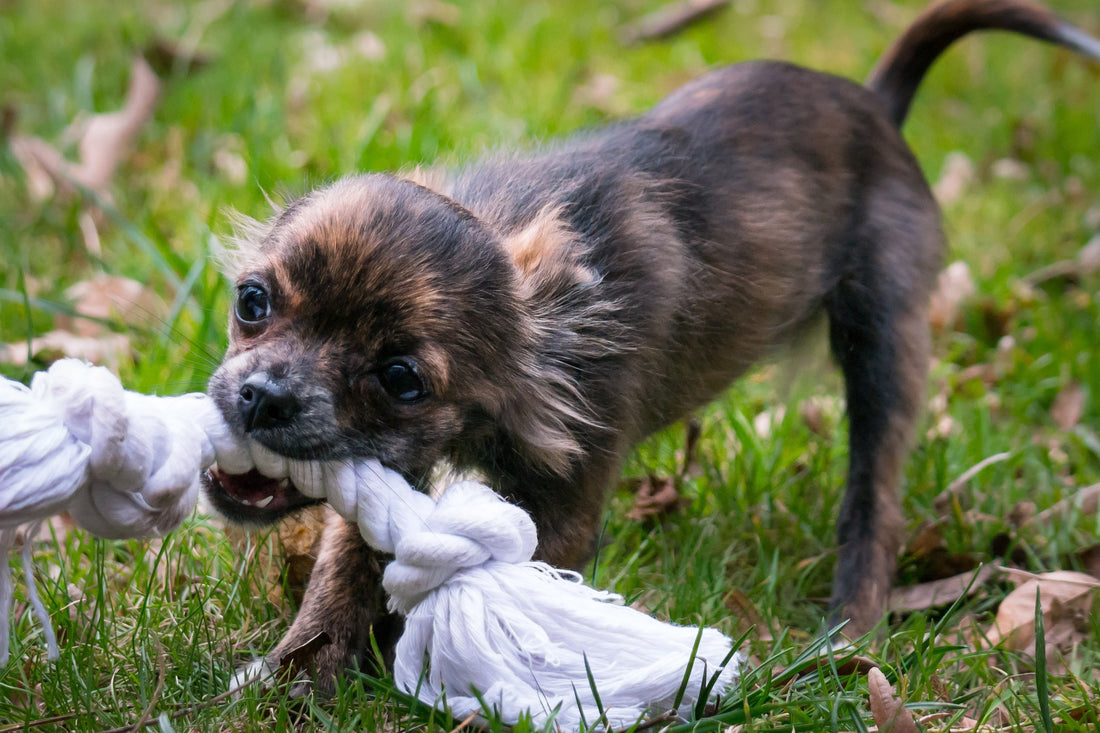 Does your dog play bite?