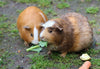 Guinea Pig Care Sheets