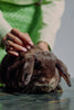 Rabbit Care