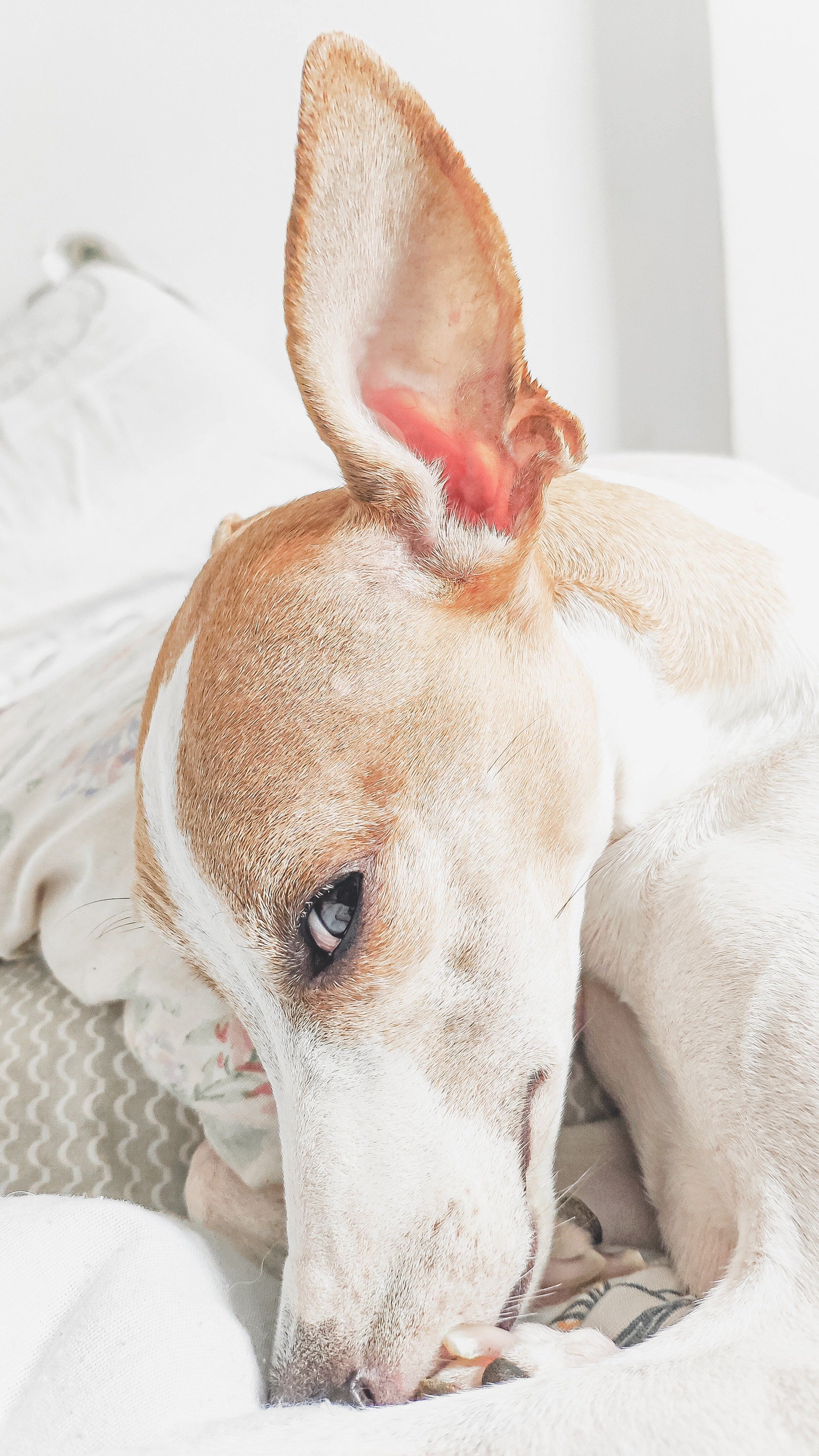 Ear Mites