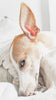 Ear Mites