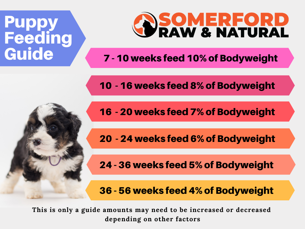 Somerford Raw Puppy Meal Starter Bundle Pack
