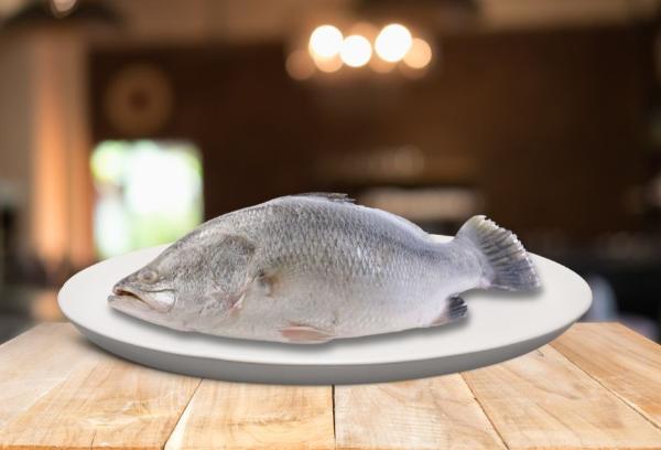 Whole Fresh Barramundi